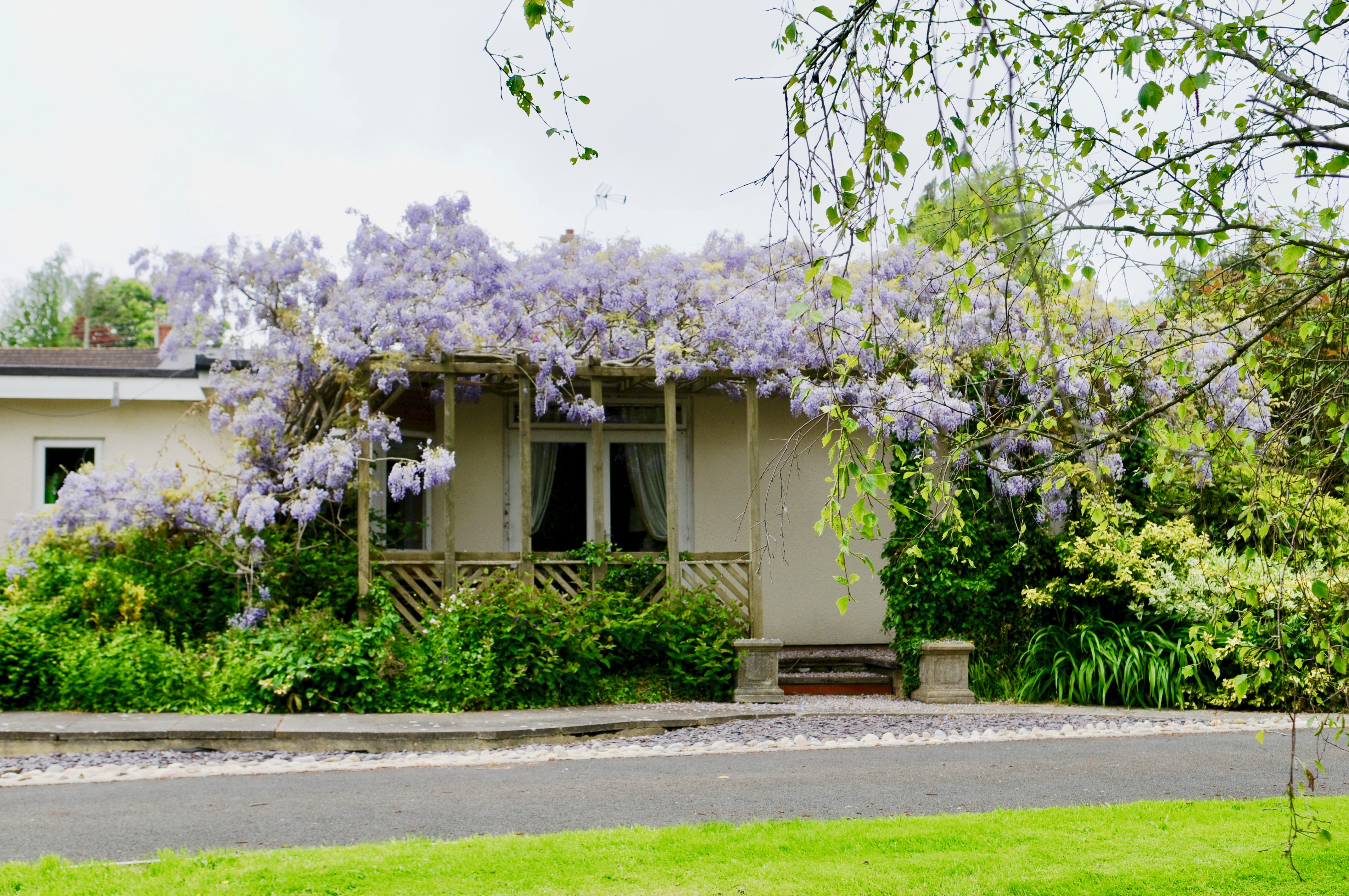 house wysteria