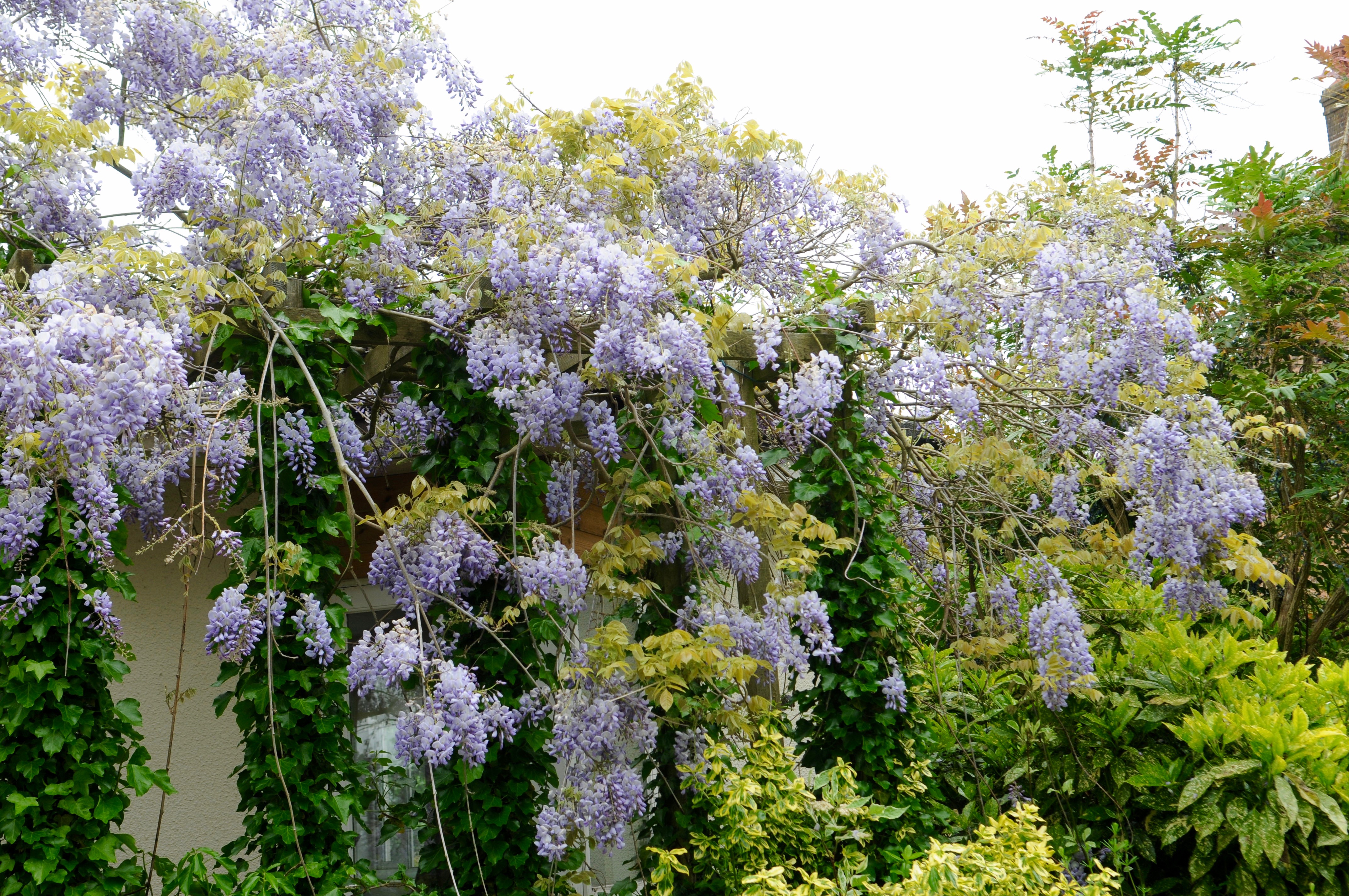 house wysteria