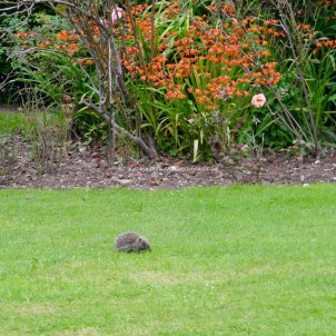 hedgehog baby© darrenshomeandgarden.co.uk
