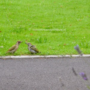 wildliferespect© darrenshomeandgarden.co.uk