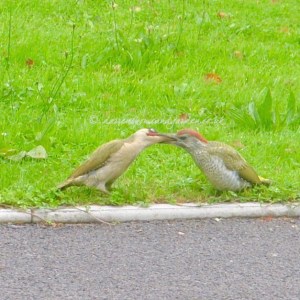 wildliferespected© darrenshomeandgarden.co.uk